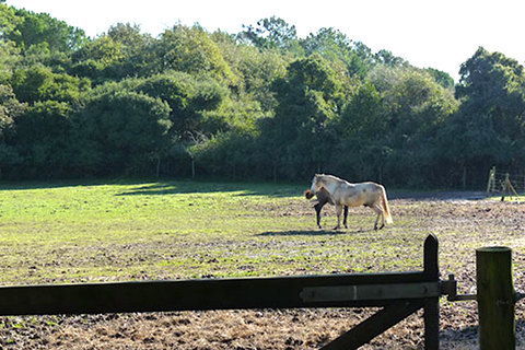 Farm i Obidos, Leiria, Obidos - € 4.500.000 | Ref: MM002410 - foto 31